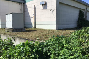 除草作業（草刈り）